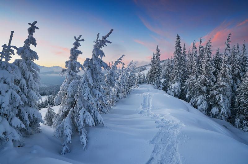 雪下的冷杉树