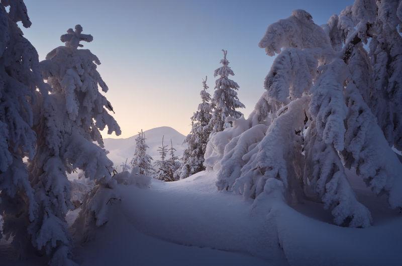 冬季雪下的冷杉树