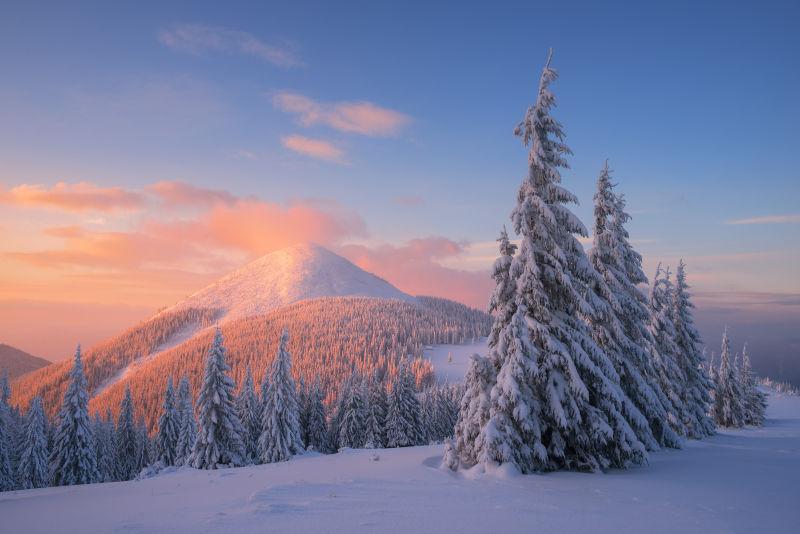 雪地里的圣诞树