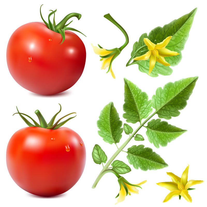 成熟的西红柿矢量插图