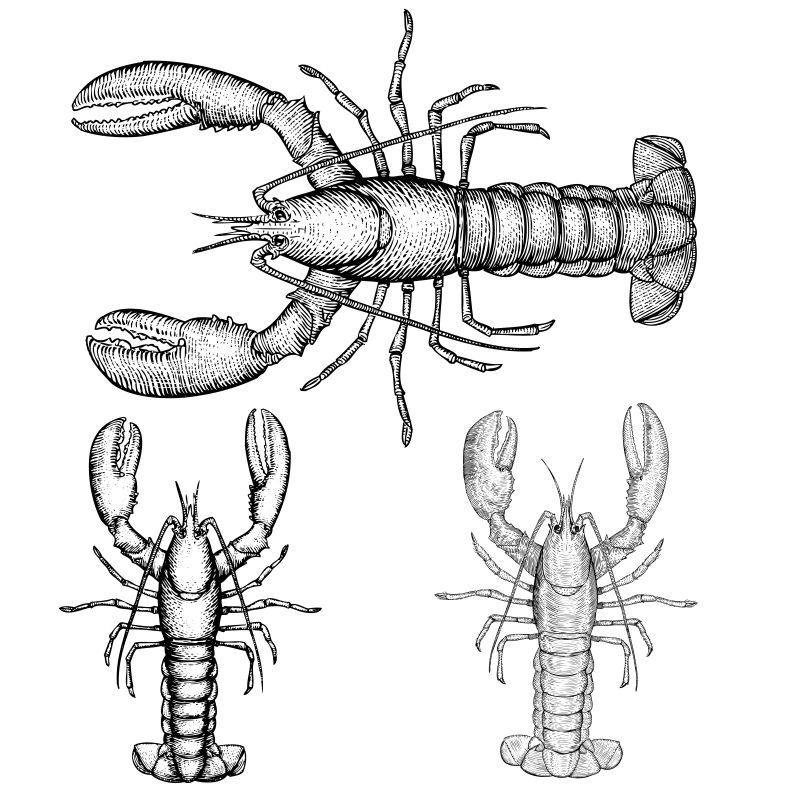 矢量的大龙虾
