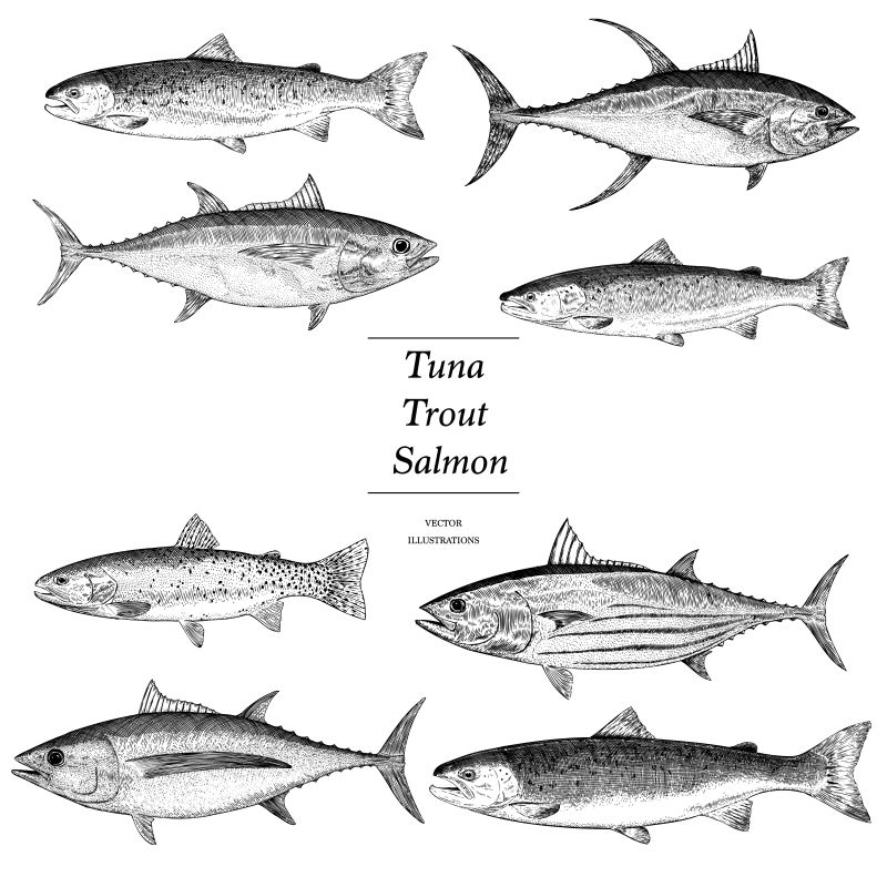 手绘的海洋鱼类矢量插图