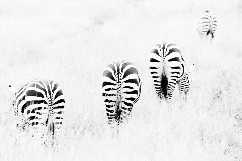 非洲大草原上吃草的斑马
