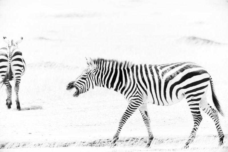 非洲大草原上觅食的斑马
