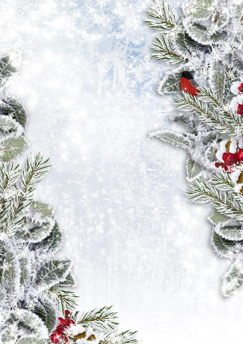冬天雪地里的圣诞树背景