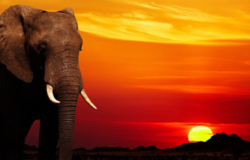 日落阳光下的非洲象