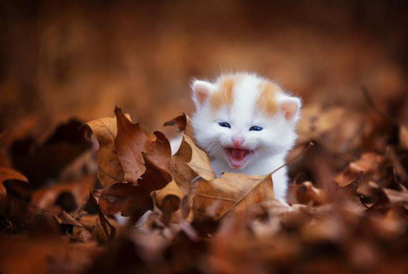 在落叶中玩耍的可爱小猫