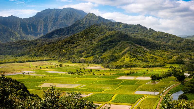 美国夏威夷的考艾哈纳莱谷和绿芋场全景图
