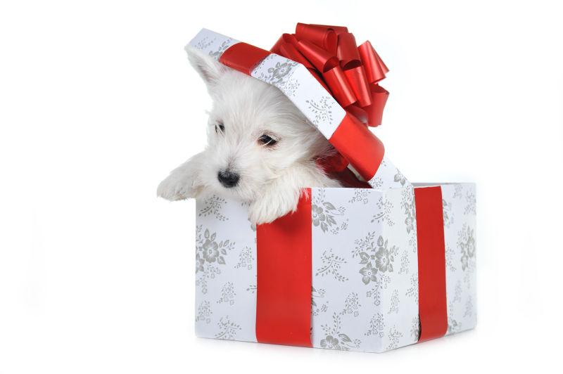 礼品盒子里的可爱小狗