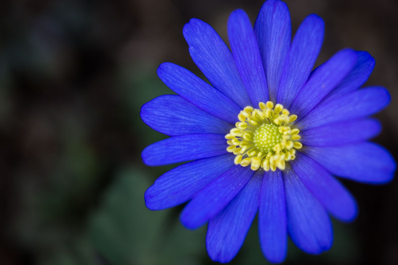美丽的蓝色花朵