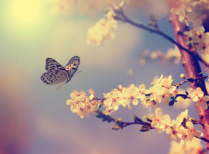 一只蝴蝶想停落在樱花上
