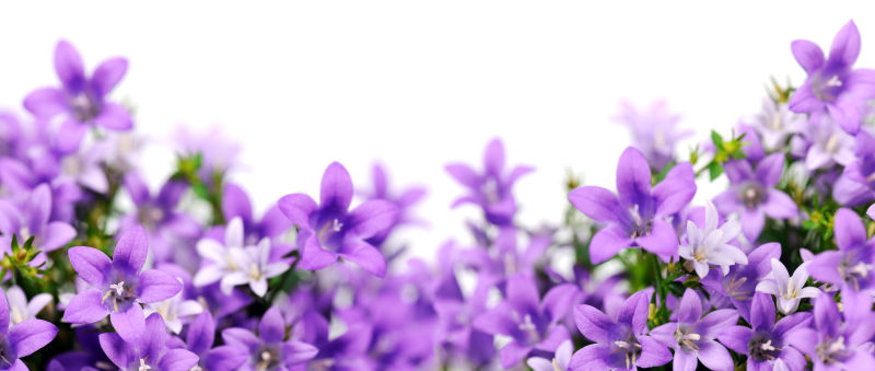 紫罗兰花园