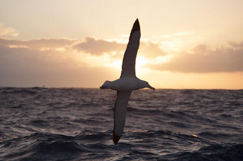 albatrosses徘徊在德雷克海峡