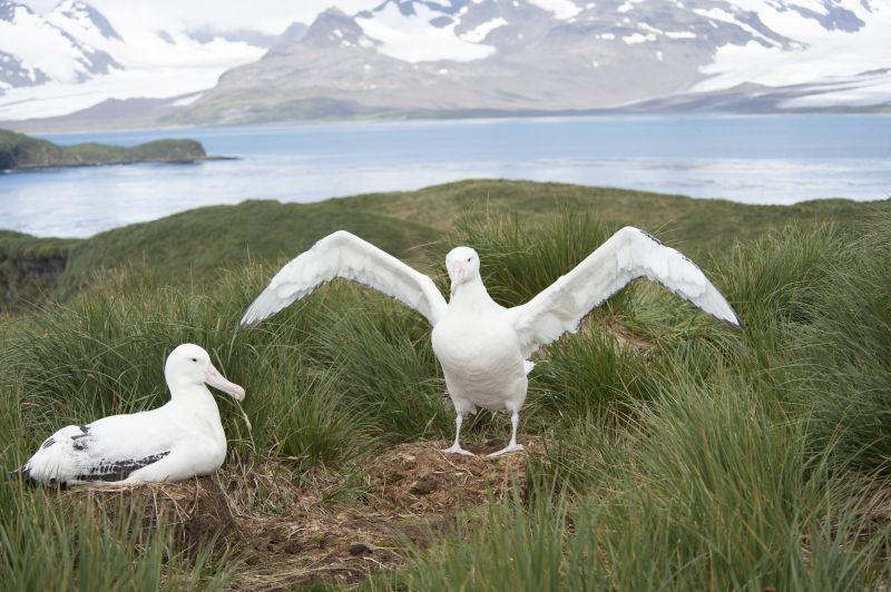 南极洲南乔治亚岛岛鸟巢上的信天翁
