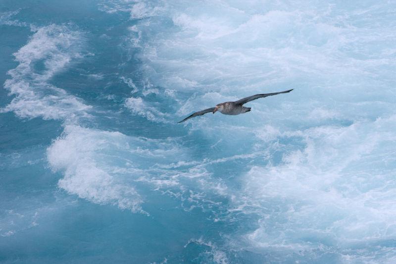 信天翁在南大西洋上空滑翔