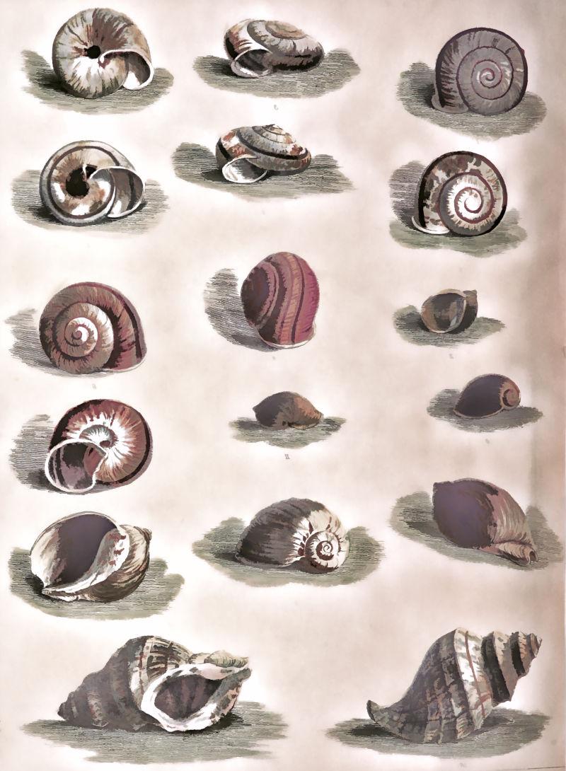 各种蜗牛海螺壳手绘