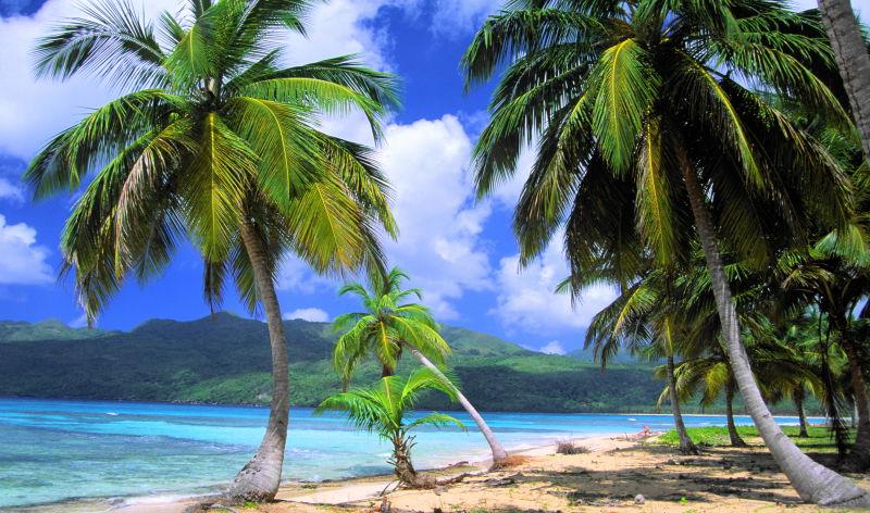 蓝天下海滩上的棕榈树