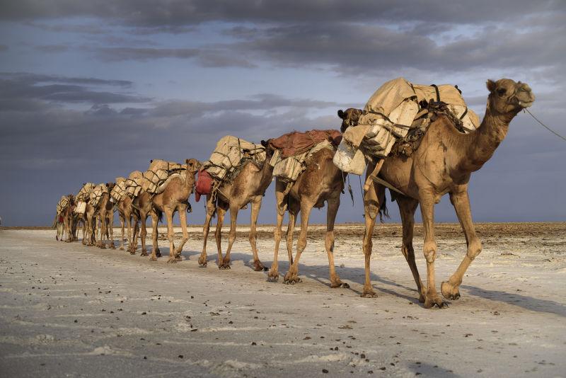 行走的骆驼商队