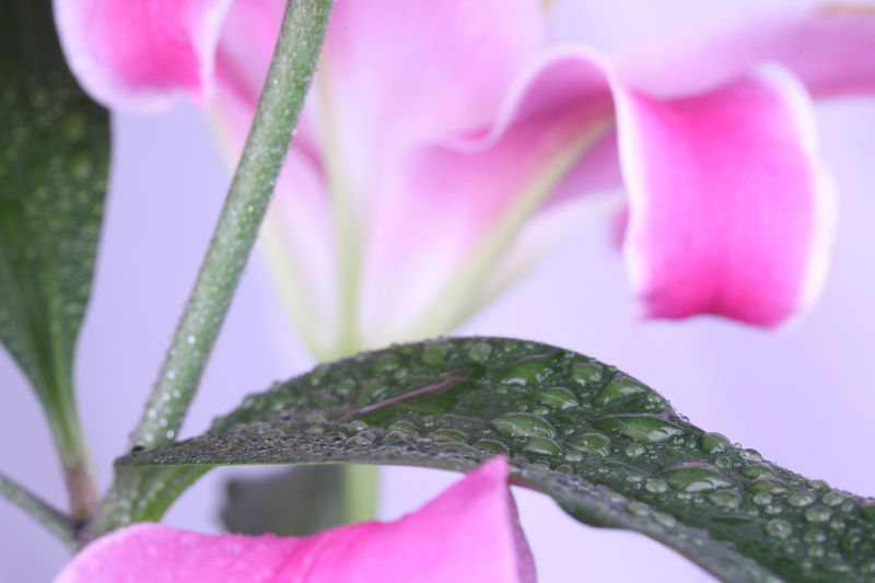 布满水珠的美丽粉色百合花