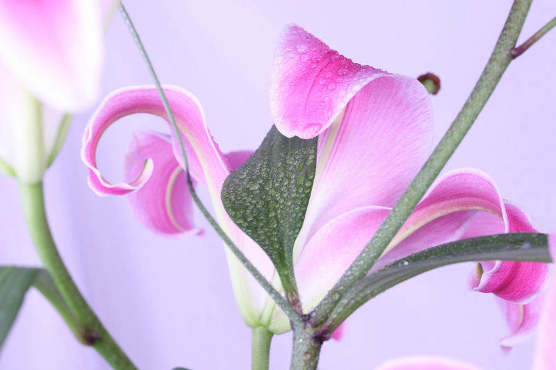 绽放的粉色百合花上冒着水珠