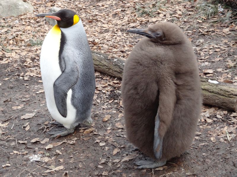 一只成年企鹅与一只幼年企鹅