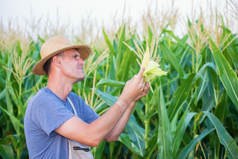 农民在玉米地里看着手里的玉米穗