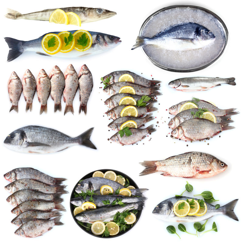 几种不同类型的鱼