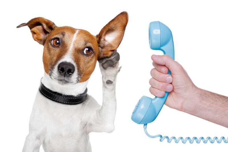 竖起耳朵接电话的狗狗