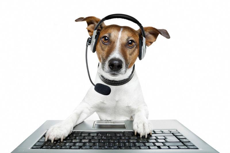 使用笔记本电脑戴耳机的狗狗