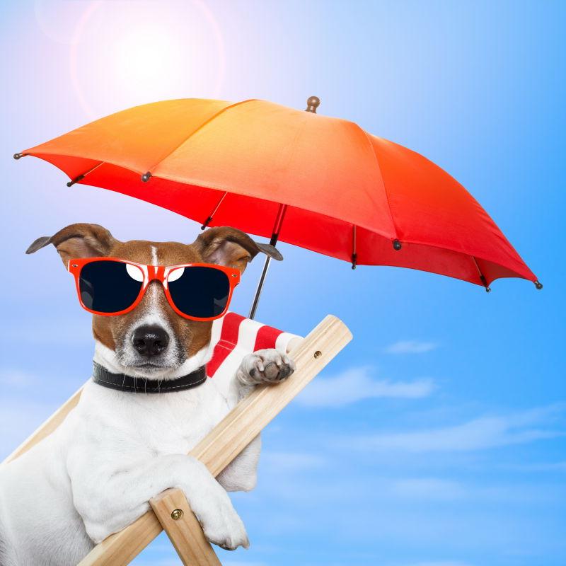 在遮阳伞下度假的狗狗