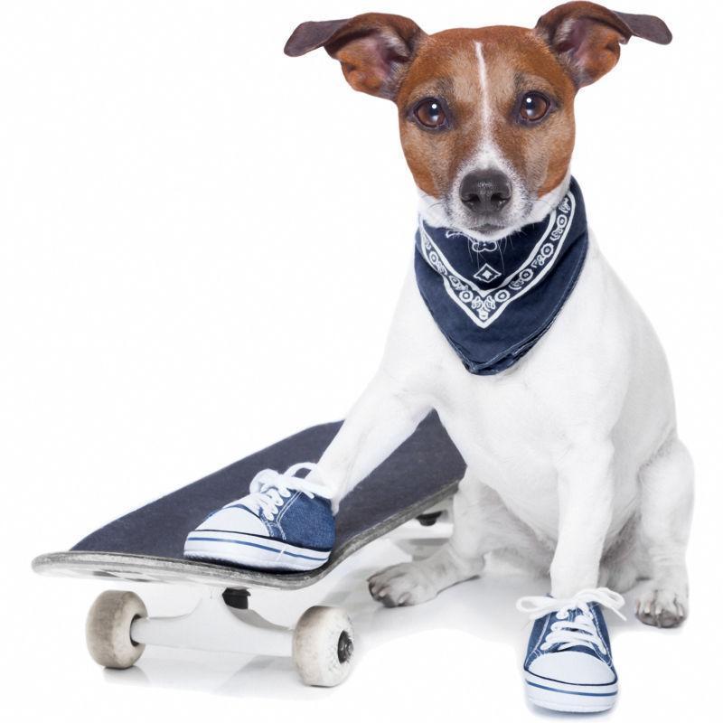 玩滑板的狗狗