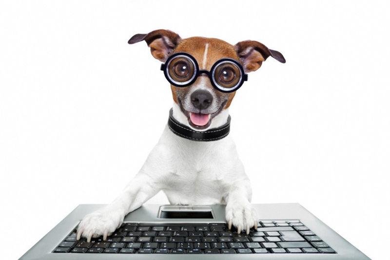 使用笔记本电脑工作的小狗