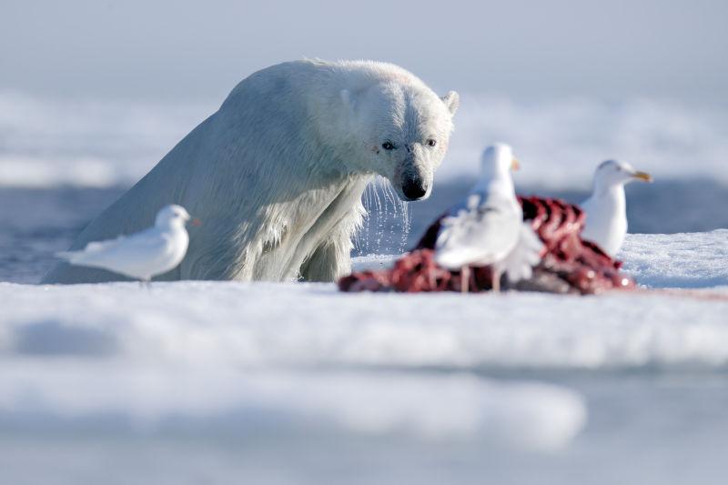 正在捕食的北极熊