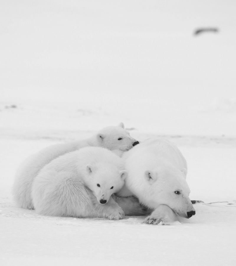 北极熊妈妈和两个北极熊幼崽