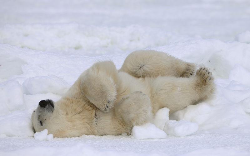 雪地里的北极熊正在打滚