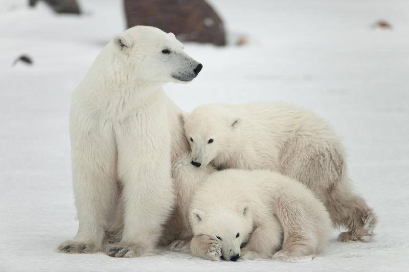 北极熊和两个幼崽在雪地里
