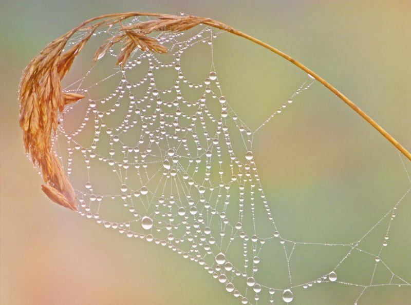 枯黄叶子上的带有露水的蜘蛛网