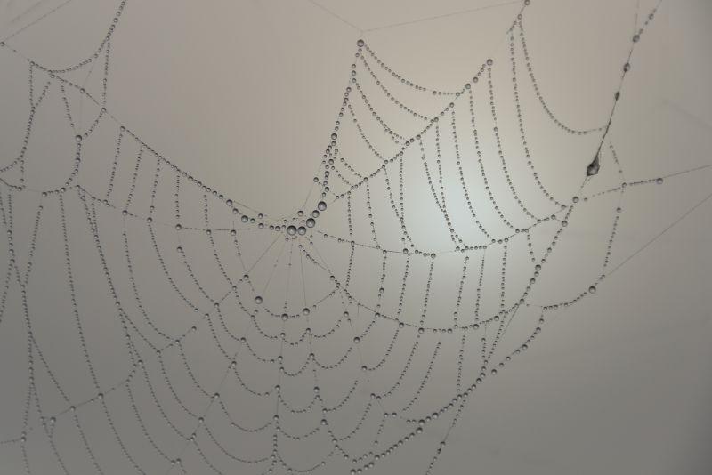 灰色背景中的蜘蛛网