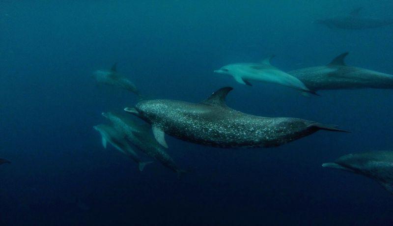 海底世界中的海豚