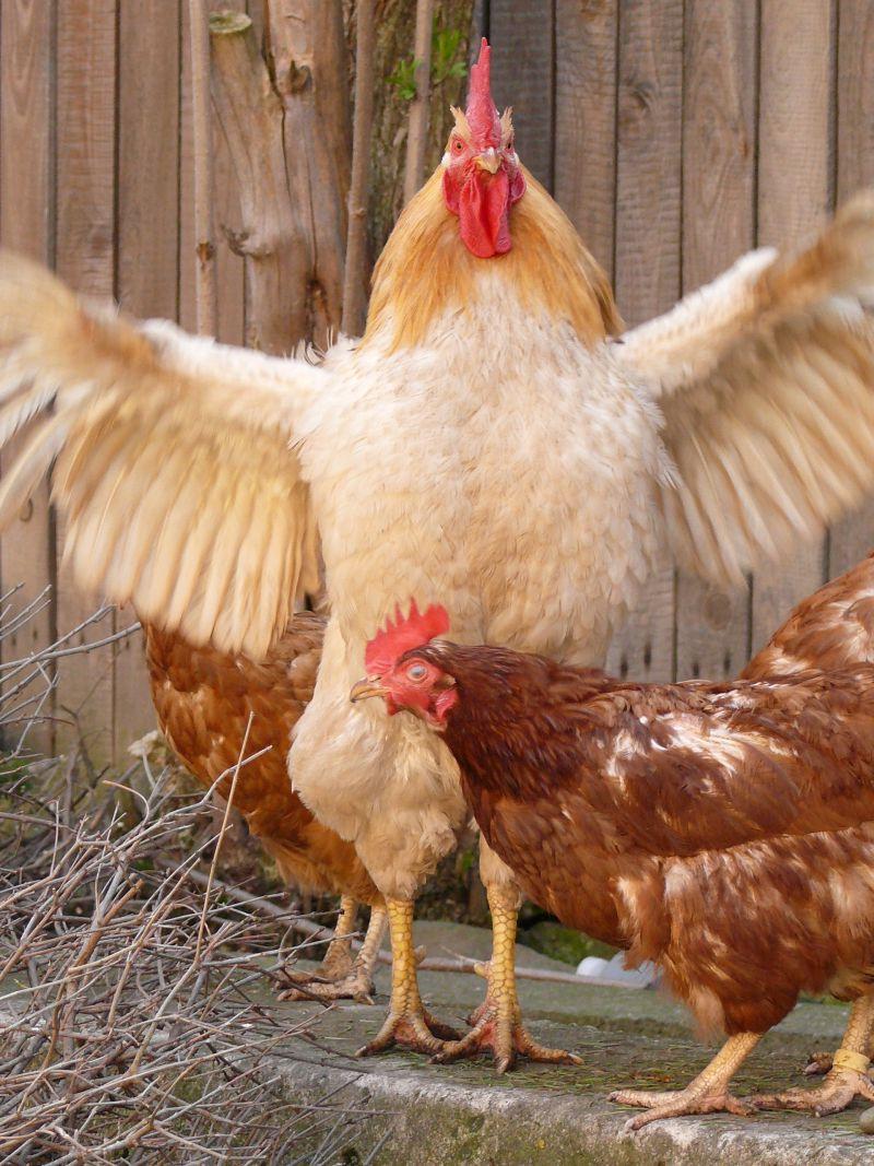 木鸡舍背景下伸出翅膀的黄白色羽毛的公鸡