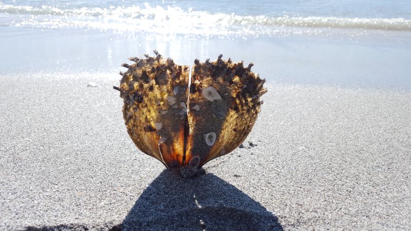 竖立在沙滩上的贝壳