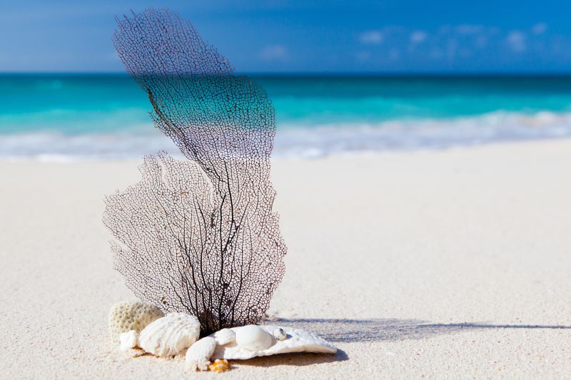 沙滩上的珊瑚与贝壳