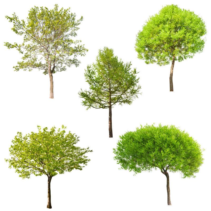 五棵不同形状的绿色树木