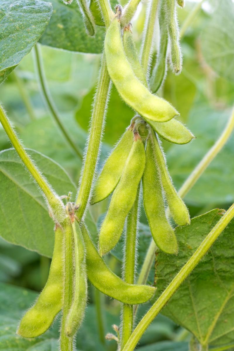 田地里生长的豆荚