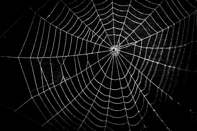 黑色背景中的蜘蛛网