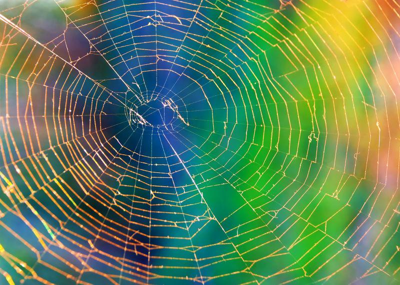 彩色花纹背景中的蜘蛛网