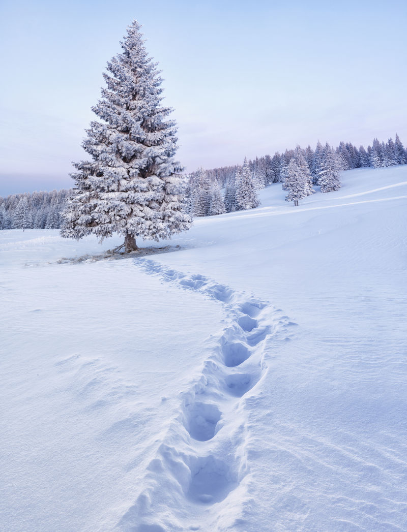 雪地上覆盖着雪花的松鼠