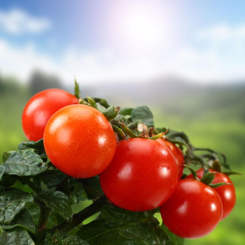 西红柿藤蔓上的新鲜成熟的西红柿