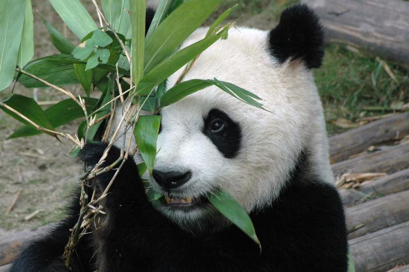 正在吃竹子的可爱的中国大熊猫