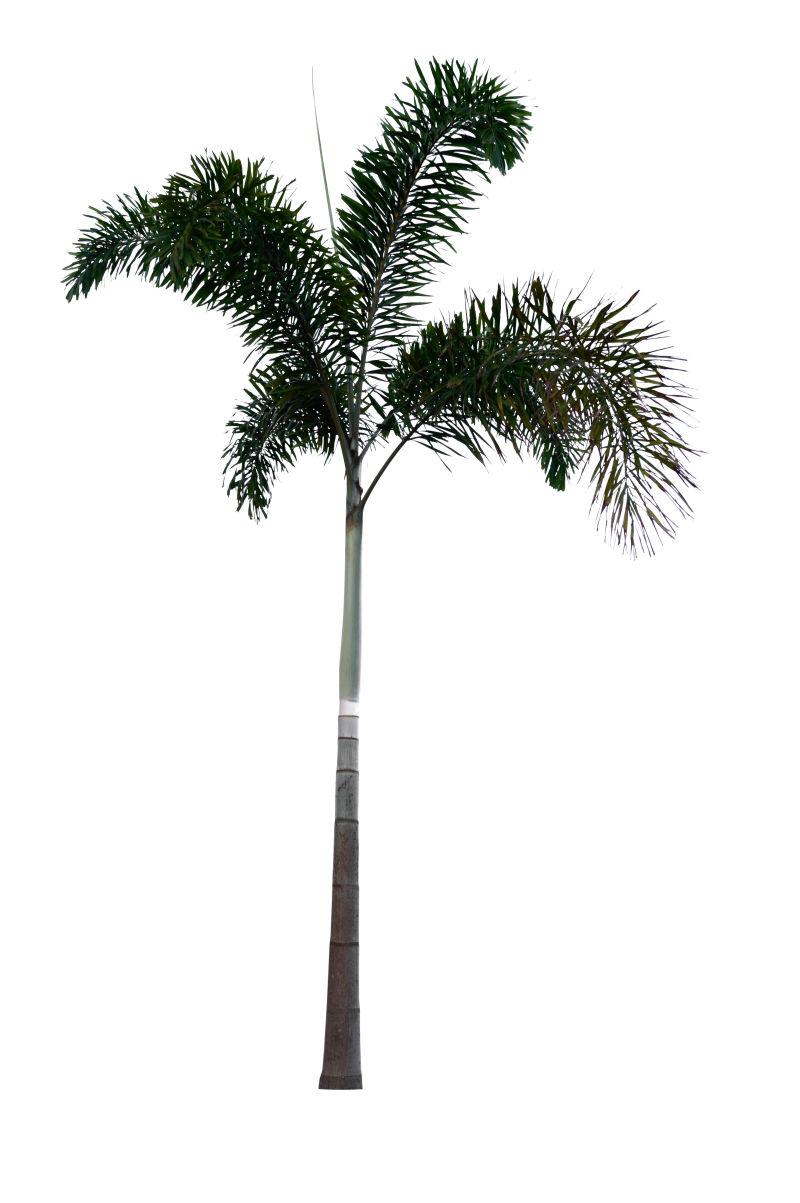 白色背景下孤立的棕榈树